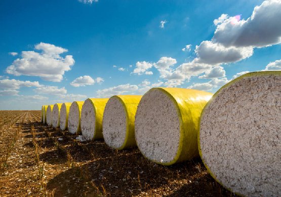 cotton-bales